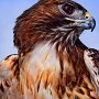 Red Tail hawk